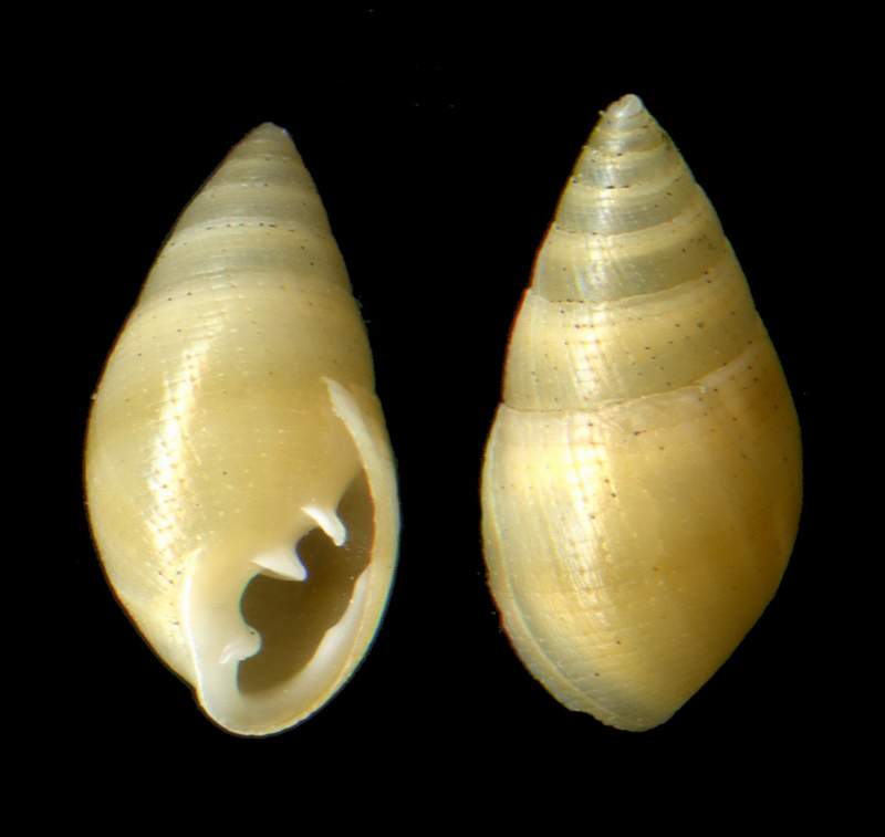 Ellobiidae Ovatella (Ovatella) firmini (Payraudeau, 1827)